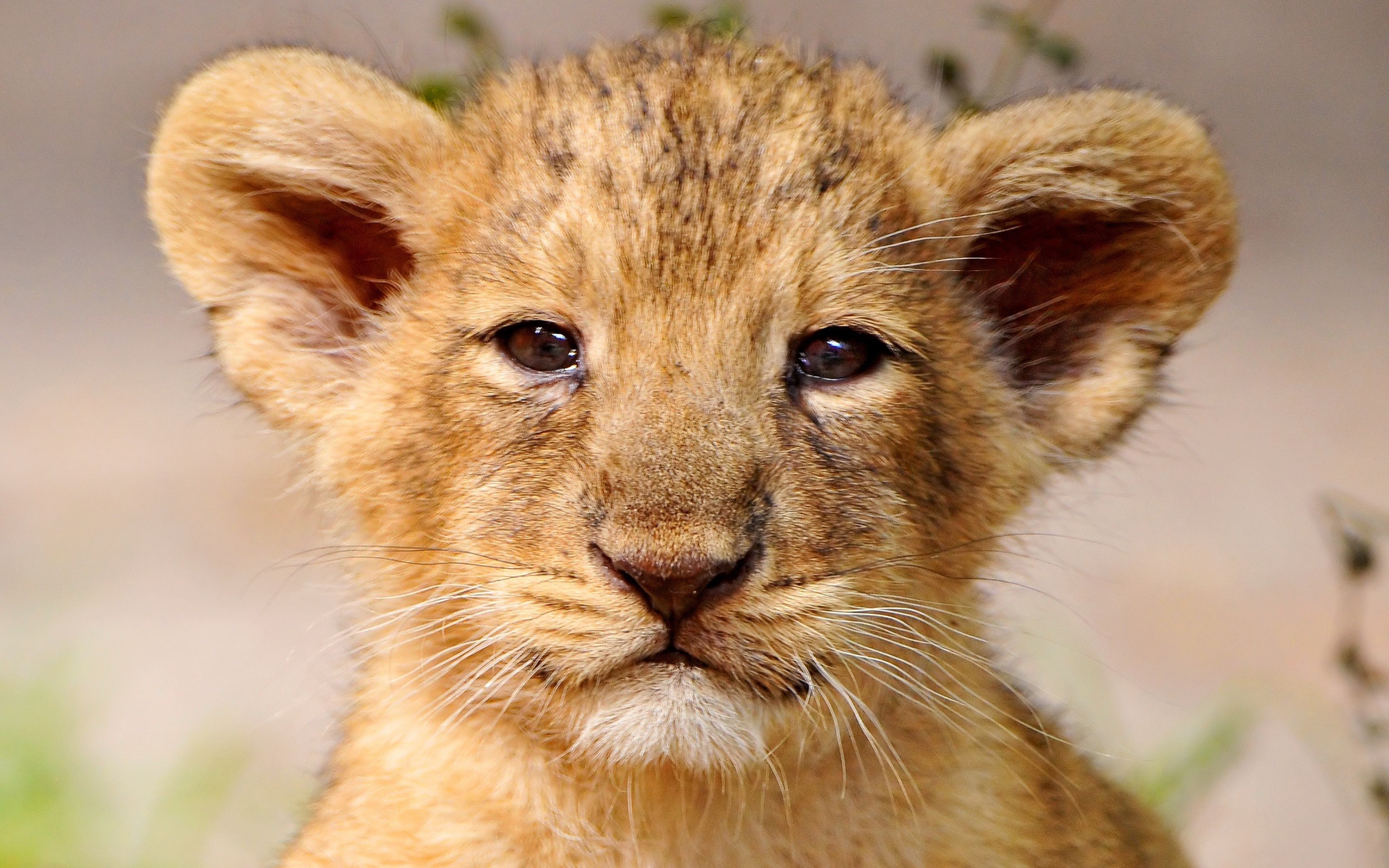 Baby Lion Cub Face - HD Wallpaper 