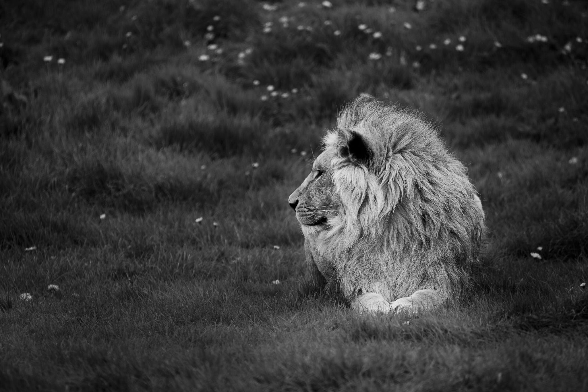 Masai Lion - HD Wallpaper 