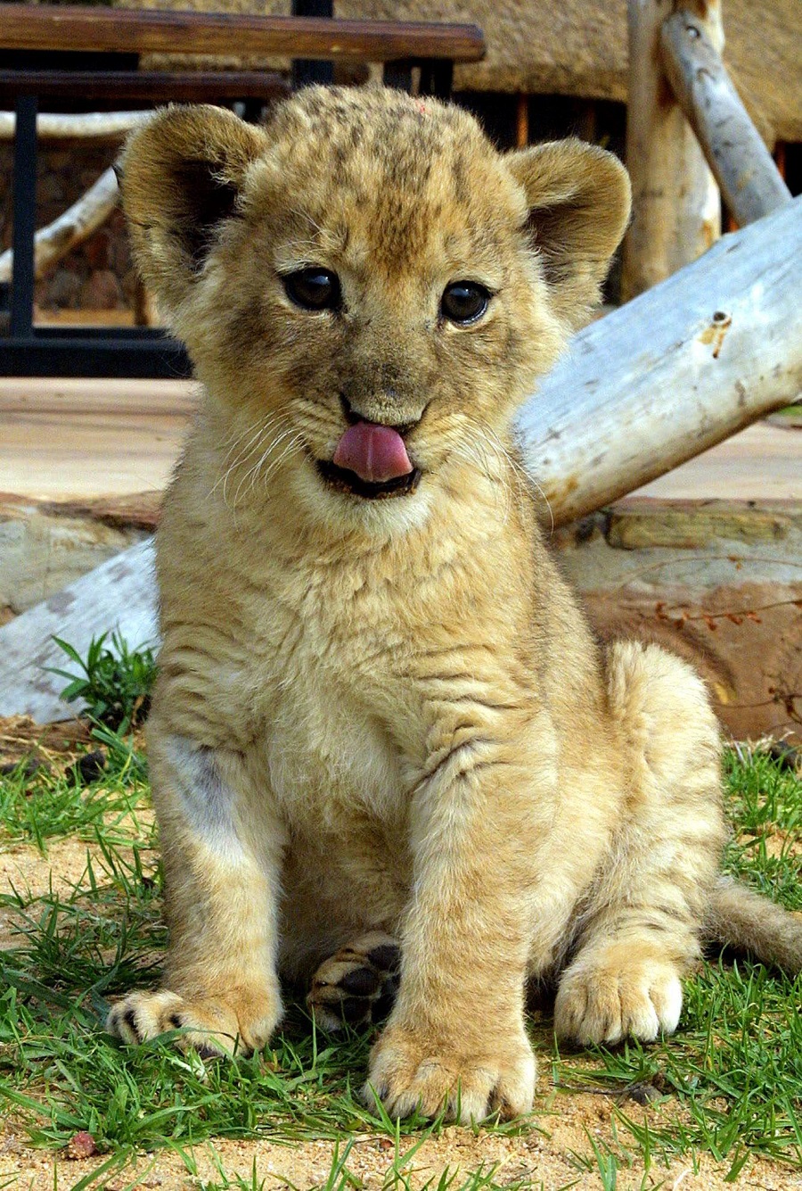 Baby Lion Wallpaper - HD Wallpaper 