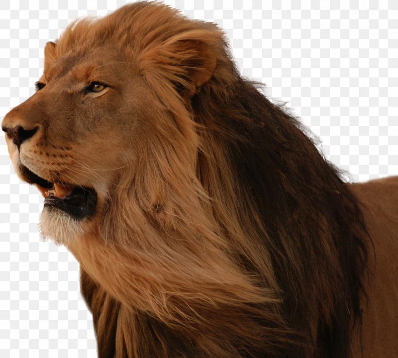 East African Lion Desktop Wallpaper Cat, Png, 1330x1200px, - Hd Png Lion Background - HD Wallpaper 