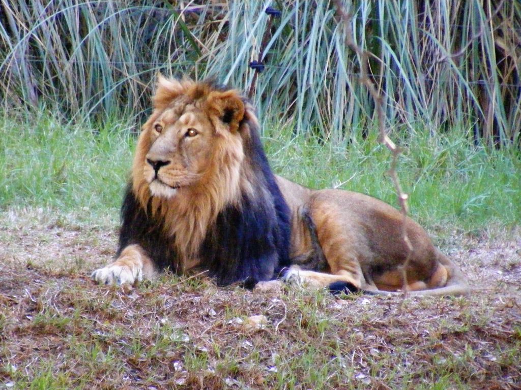 Male Lions In Zoo - HD Wallpaper 