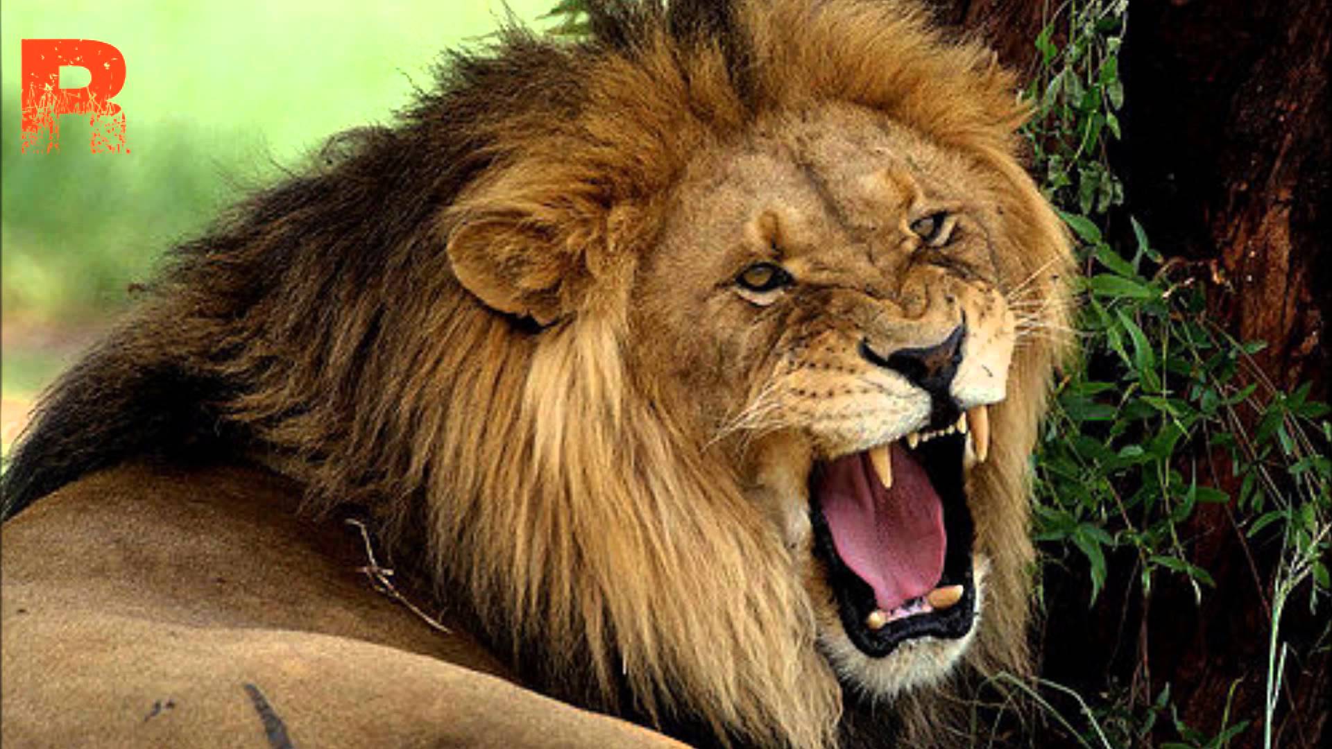 Lions And Long Distance Vocals-is It Safe - King Of Forest Lion - HD Wallpaper 