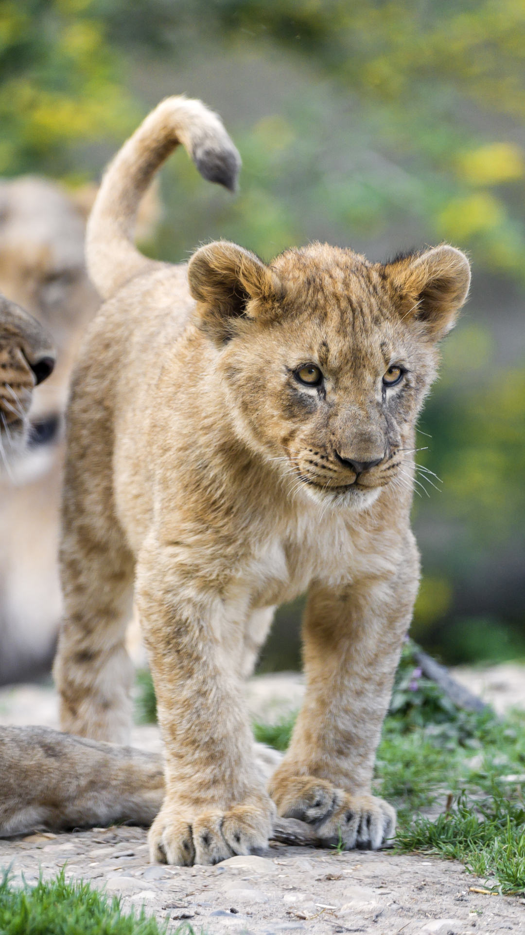 Lion - HD Wallpaper 