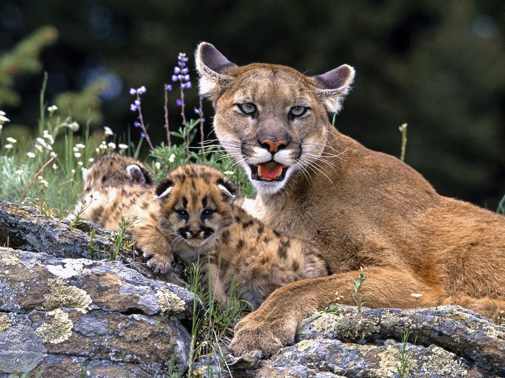 Wild Animals For Ipads Notebooks Mobile Phones White - Colorado Mountain Lion Cub - HD Wallpaper 