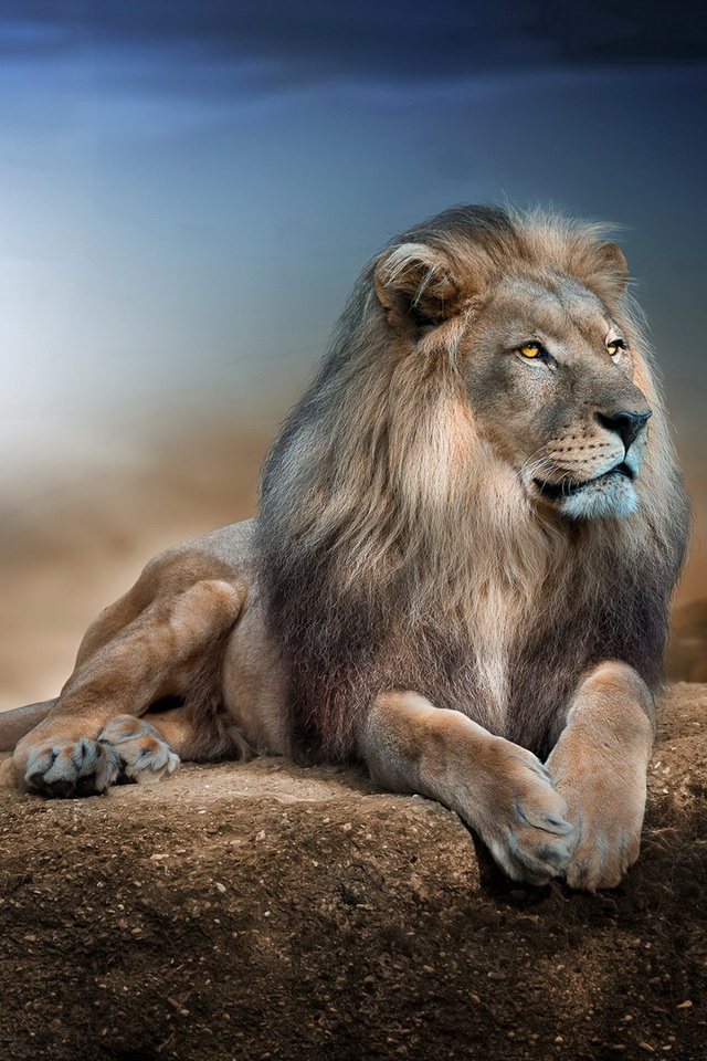 Lion Iphone 6 Wallpaper - Io Sono Il Re - HD Wallpaper 