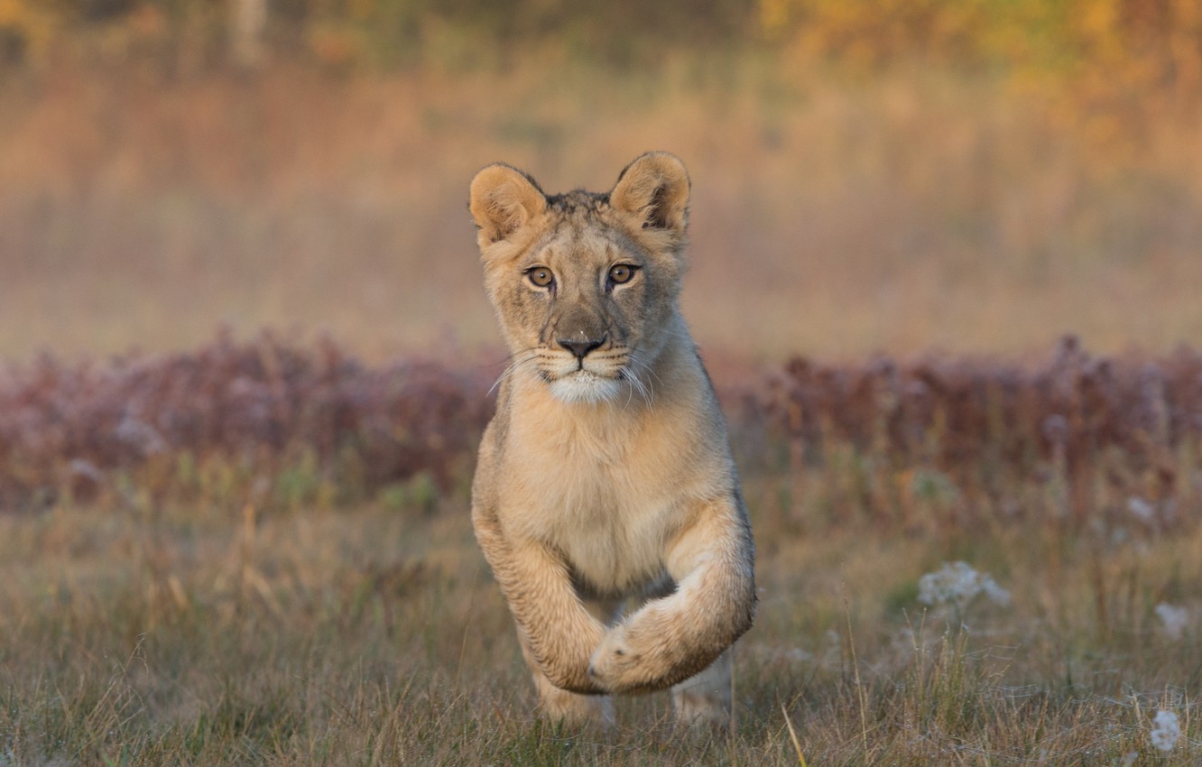 Photo Wallpaper Field, Grass, Nature, Baby, Lion - Lion In The Field - HD Wallpaper 
