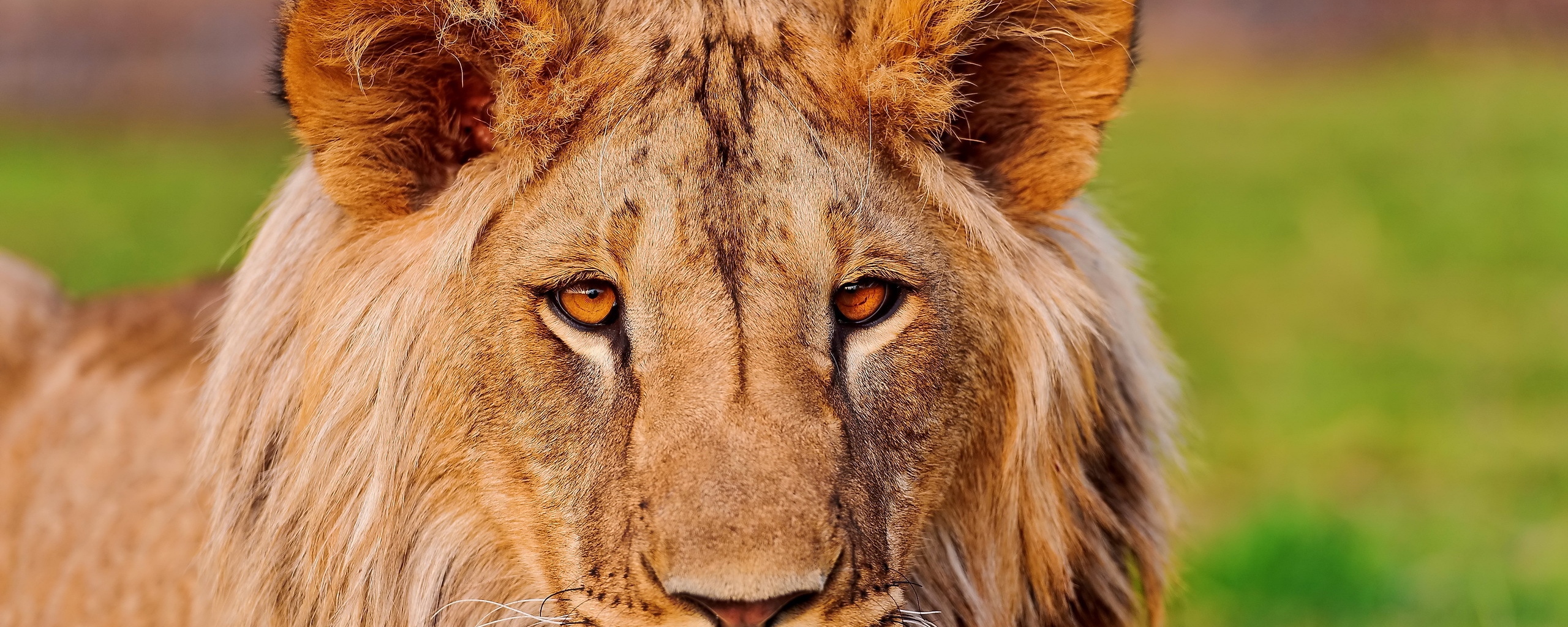 Wallpaper Lion, Face, Eye, Predator - Lions Hd Wallpaper For Iphone 6 - HD Wallpaper 