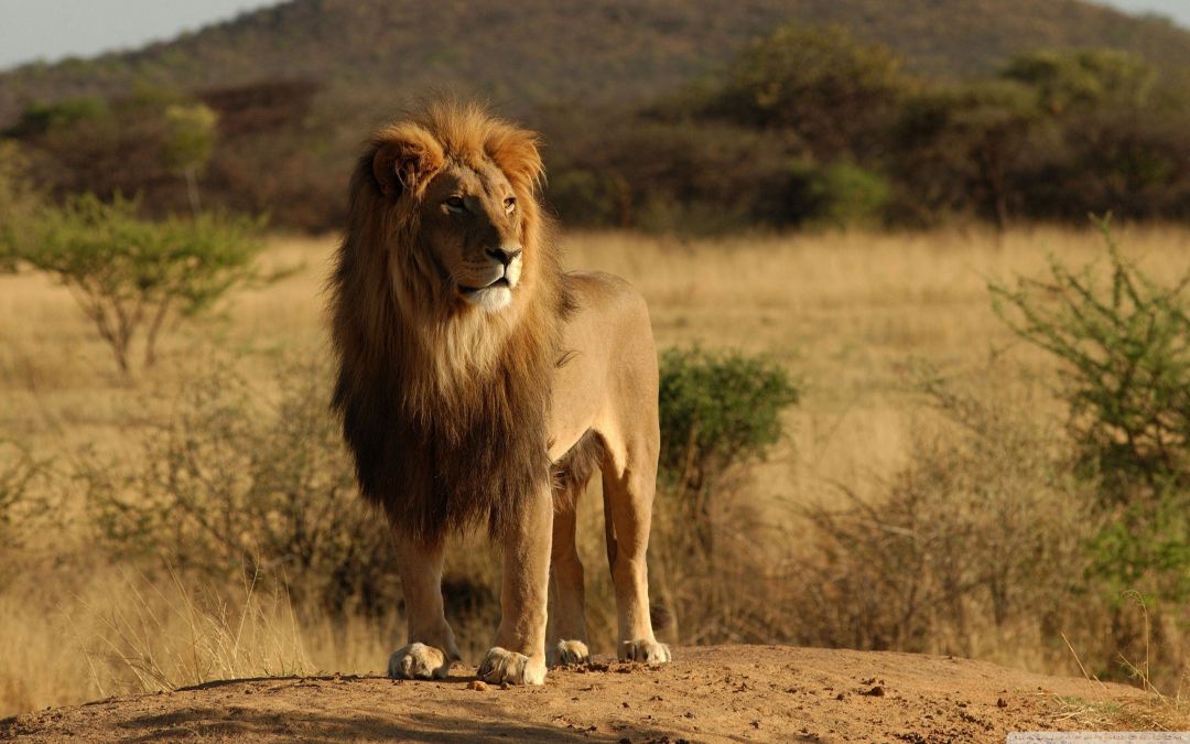 Android, Iphone, Desktop Hd Backgrounds / Wallpapers - African Lion - HD Wallpaper 