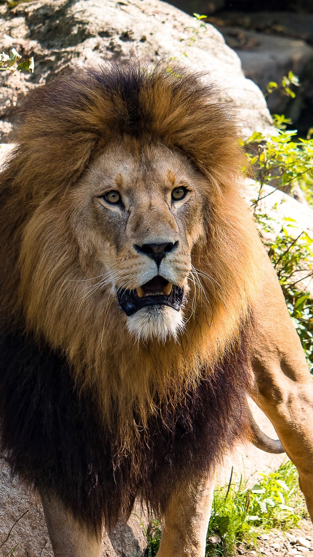 Lion - HD Wallpaper 