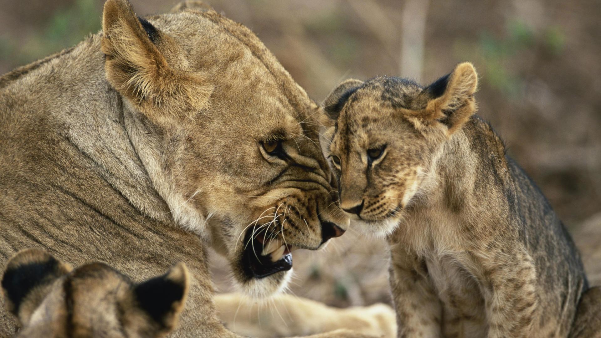 Cute Baby Lion - Cute Florida Panther Animal - HD Wallpaper 
