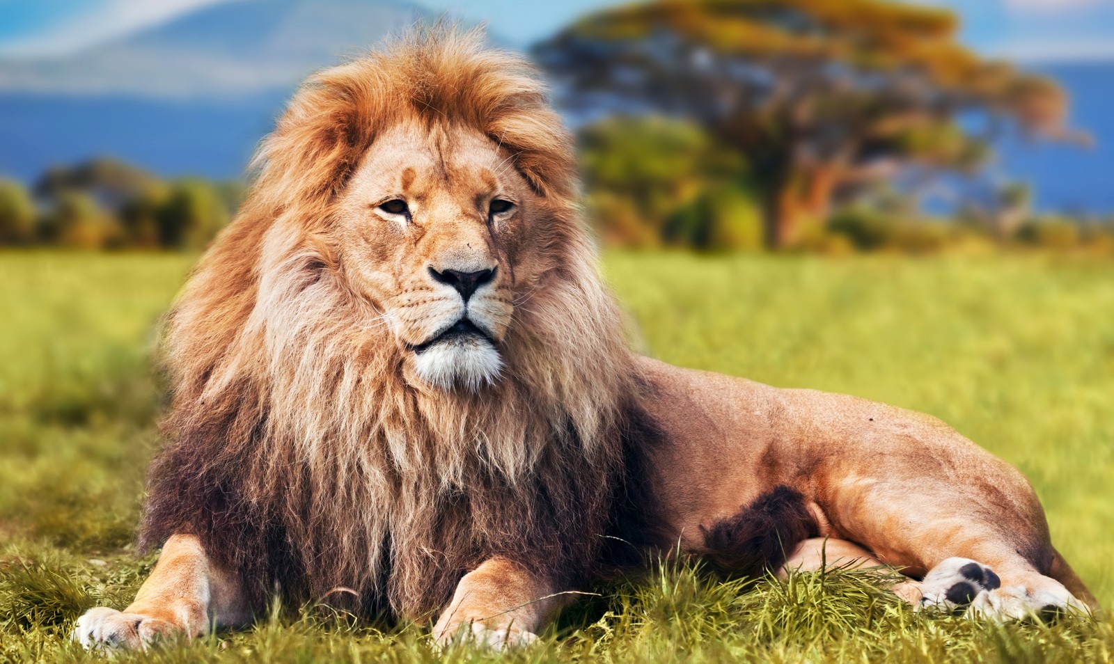 Animal Lion - HD Wallpaper 