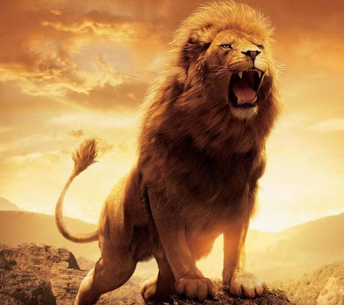Roaring Lion Wallpaper Hd 1080p - Lion Images Hd Download - 1440x1280  Wallpaper 