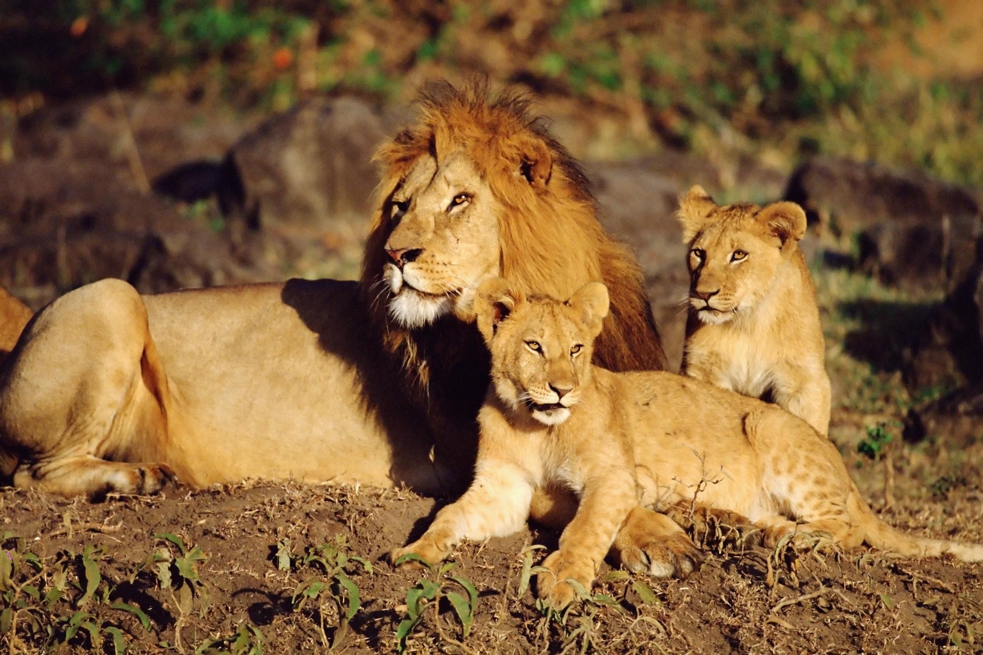 Lions Family - HD Wallpaper 
