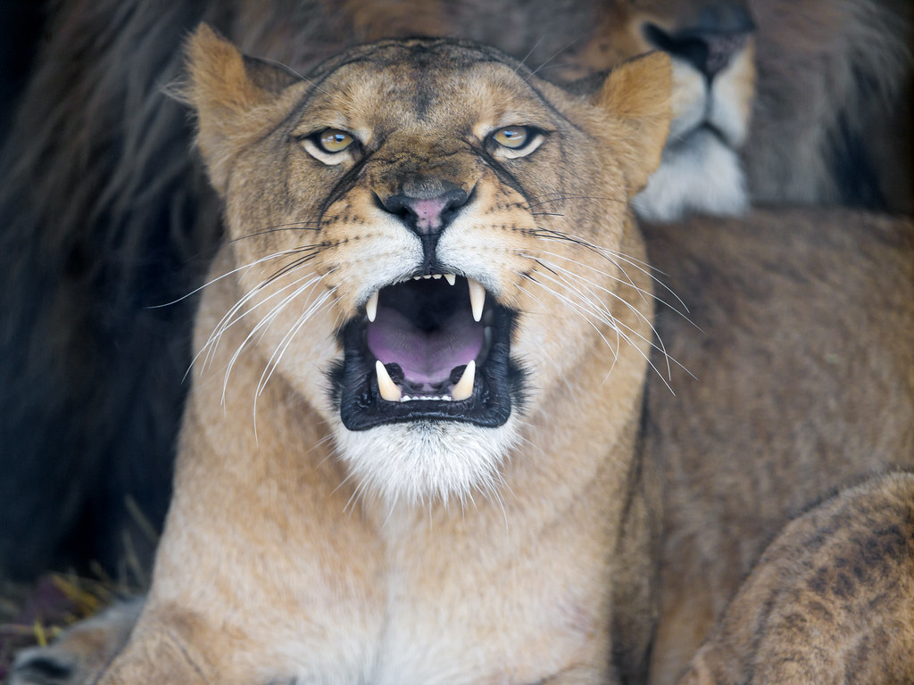 Roaring Female Lion Face - HD Wallpaper 