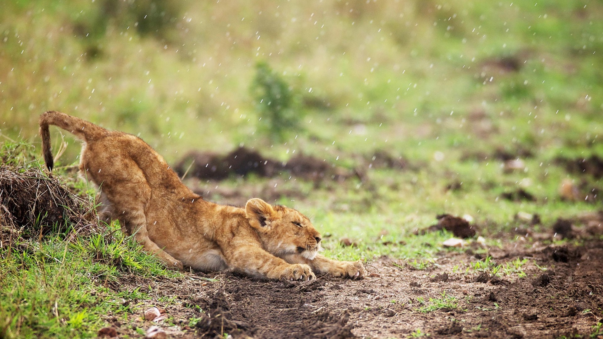 Rainy Lion Wallpaper Hd - HD Wallpaper 
