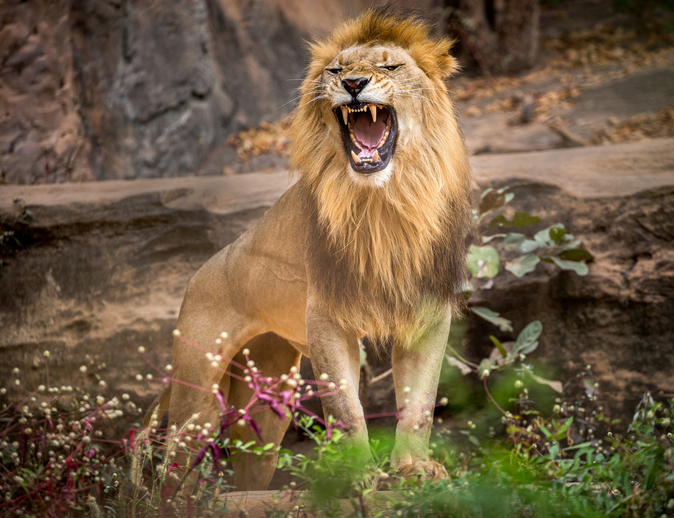A Lion Roaring - Lions Roaring - HD Wallpaper 