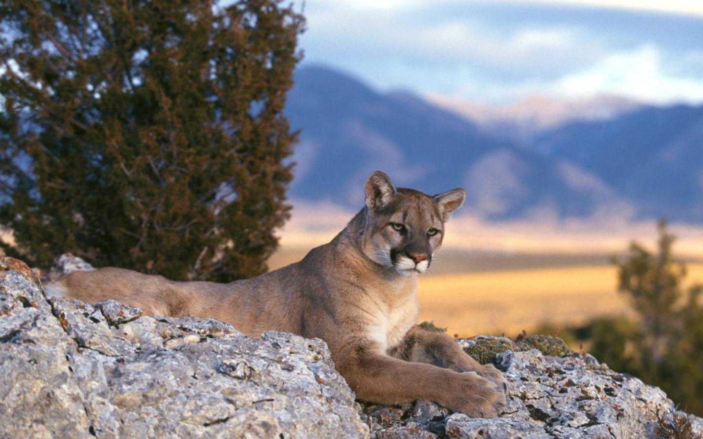 Desktop Baby Mountain Lion Wallpaper - Mountain Lion Rocky Mountains - HD Wallpaper 
