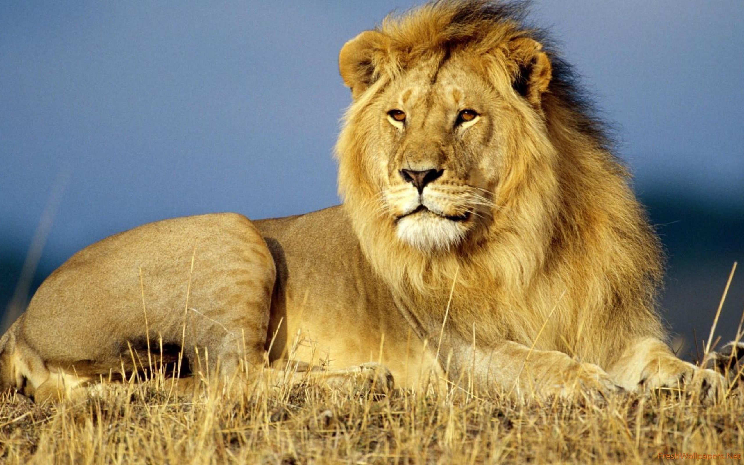 Living Things Images Lion - HD Wallpaper 