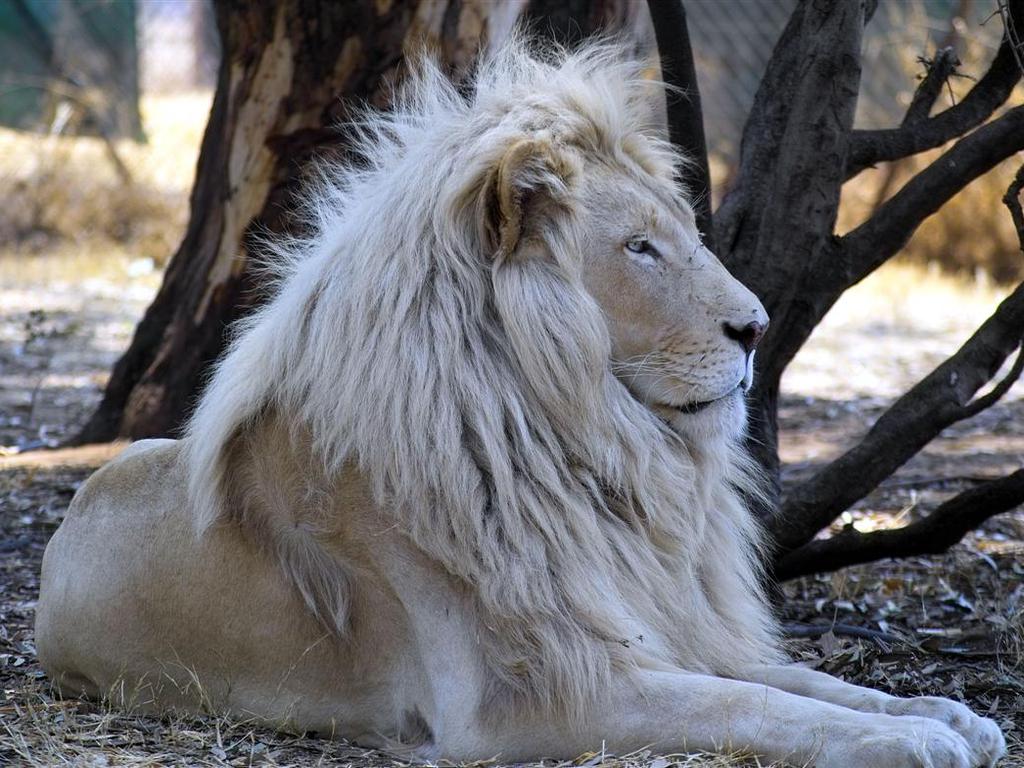 Black And White Lion Wallpaper Abpc - Hd Wallpapers White Lion - 1024x768 Wallpaper Black And White Lion Wallpaper Abpc - Hd Wallpapers White Lion - 1024x768 Wallpaper