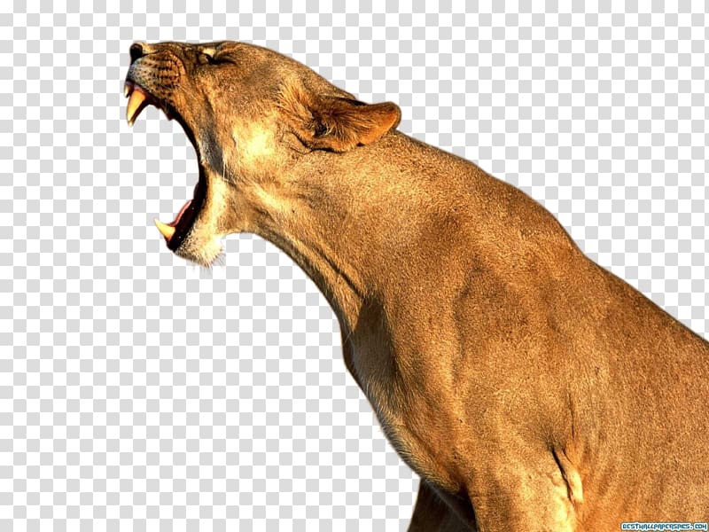 Lionhead Rabbit Desktop , Animal Transparent Background - Black Coffee Bean Png - HD Wallpaper 