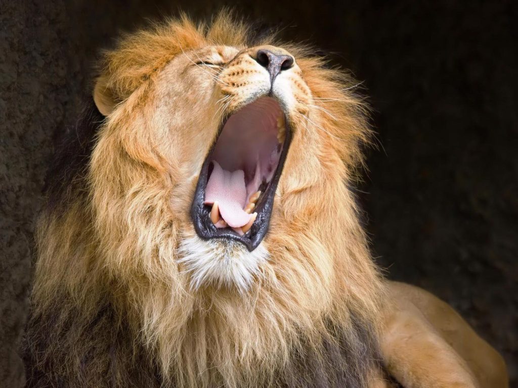 Desktop Lions Head Wallpaper - Lions Roaring - HD Wallpaper 