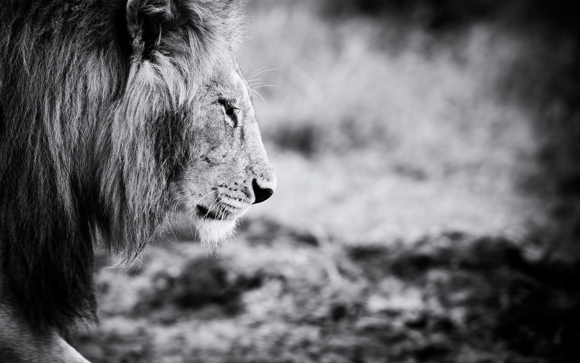 Lion Black And White Animal Full Hd Wallpaper For Laptop - León Blanco Y Negro - HD Wallpaper 