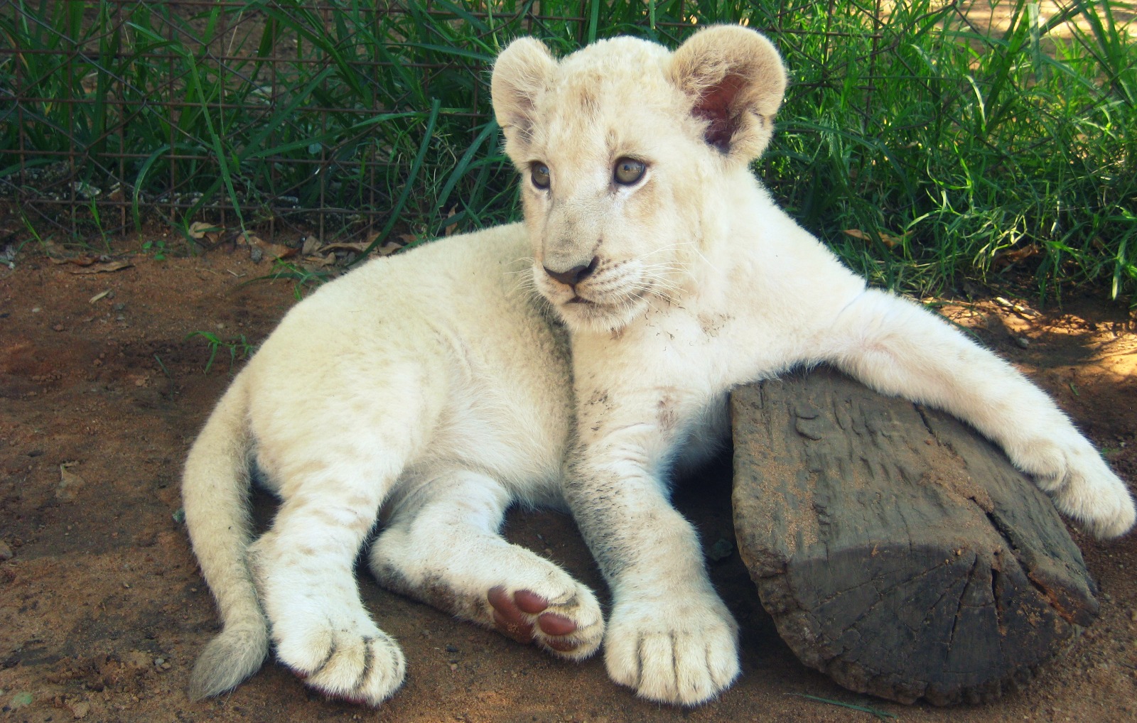 White Lion Image - HD Wallpaper 