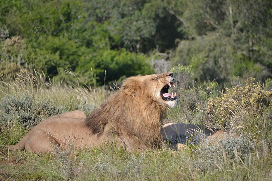 Lion, Roar, Nature, Safari, Africa, Wild Animal, Cat, - Lion - HD Wallpaper 