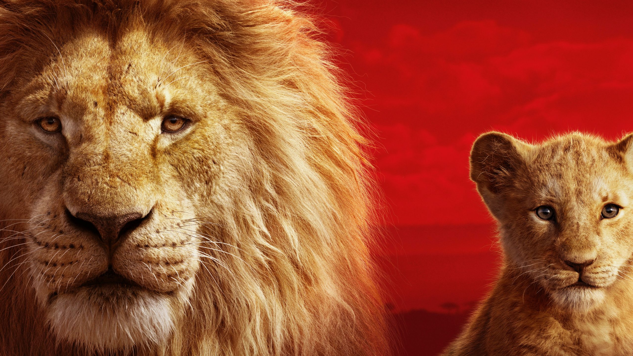 Mufasa The Lion King 2019 - 2560x1440 Wallpaper 