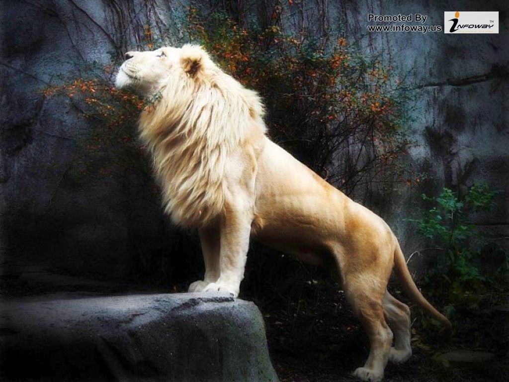 Black And White Lion Wallpaper - Men May Know That Thou Whose Name Alone Is  Jehovah - 1024x768 Wallpaper 
