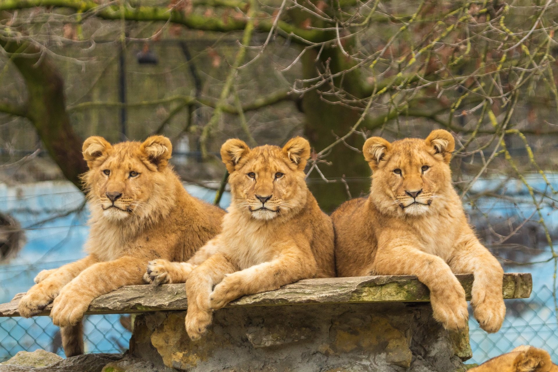 3 Lioness - HD Wallpaper 