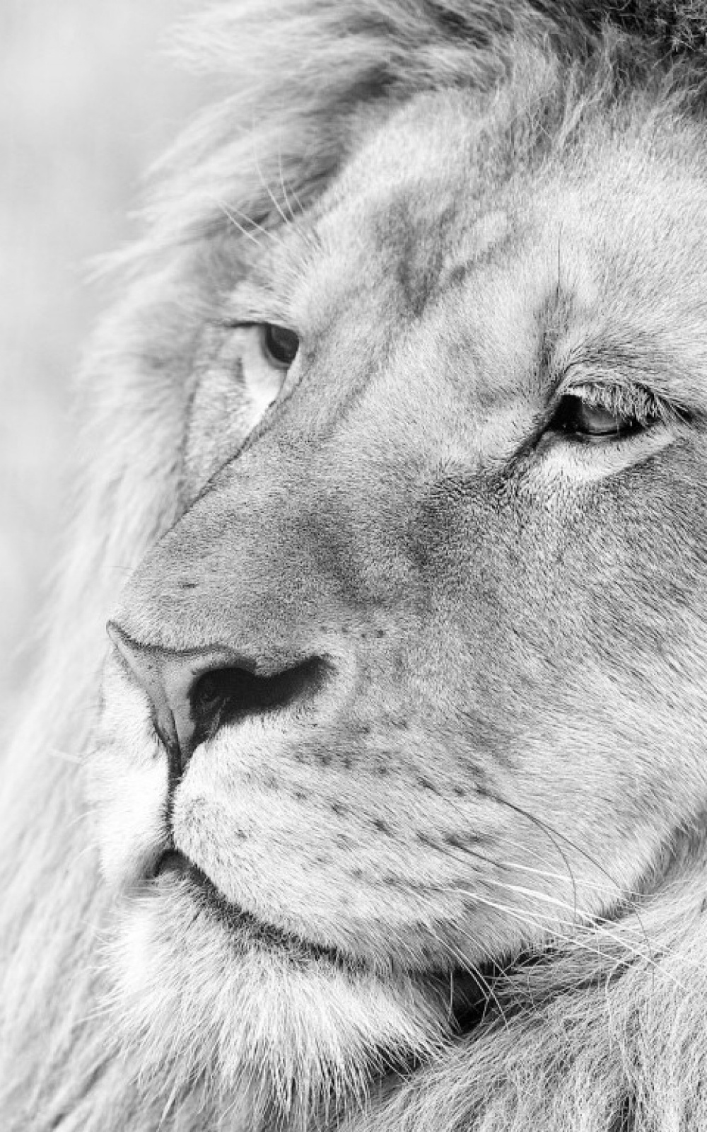 Böack And White Animal - HD Wallpaper 