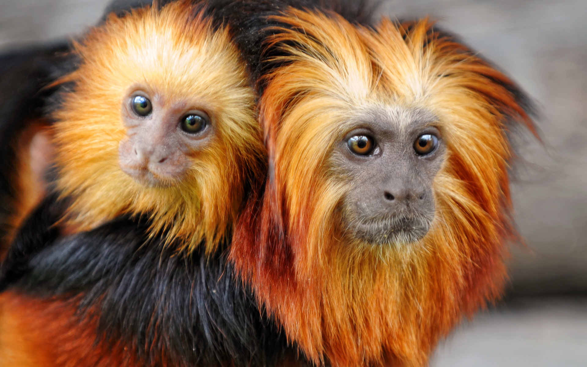 A Golden Headed Lion Tamarin Mother With Her Baby - Gatlinburg Zoo - HD Wallpaper 