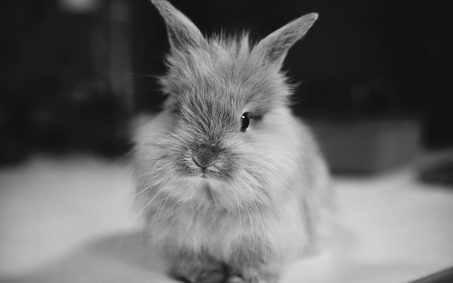Rabbit Black And White - 1920x1200 Wallpaper - teahub.io