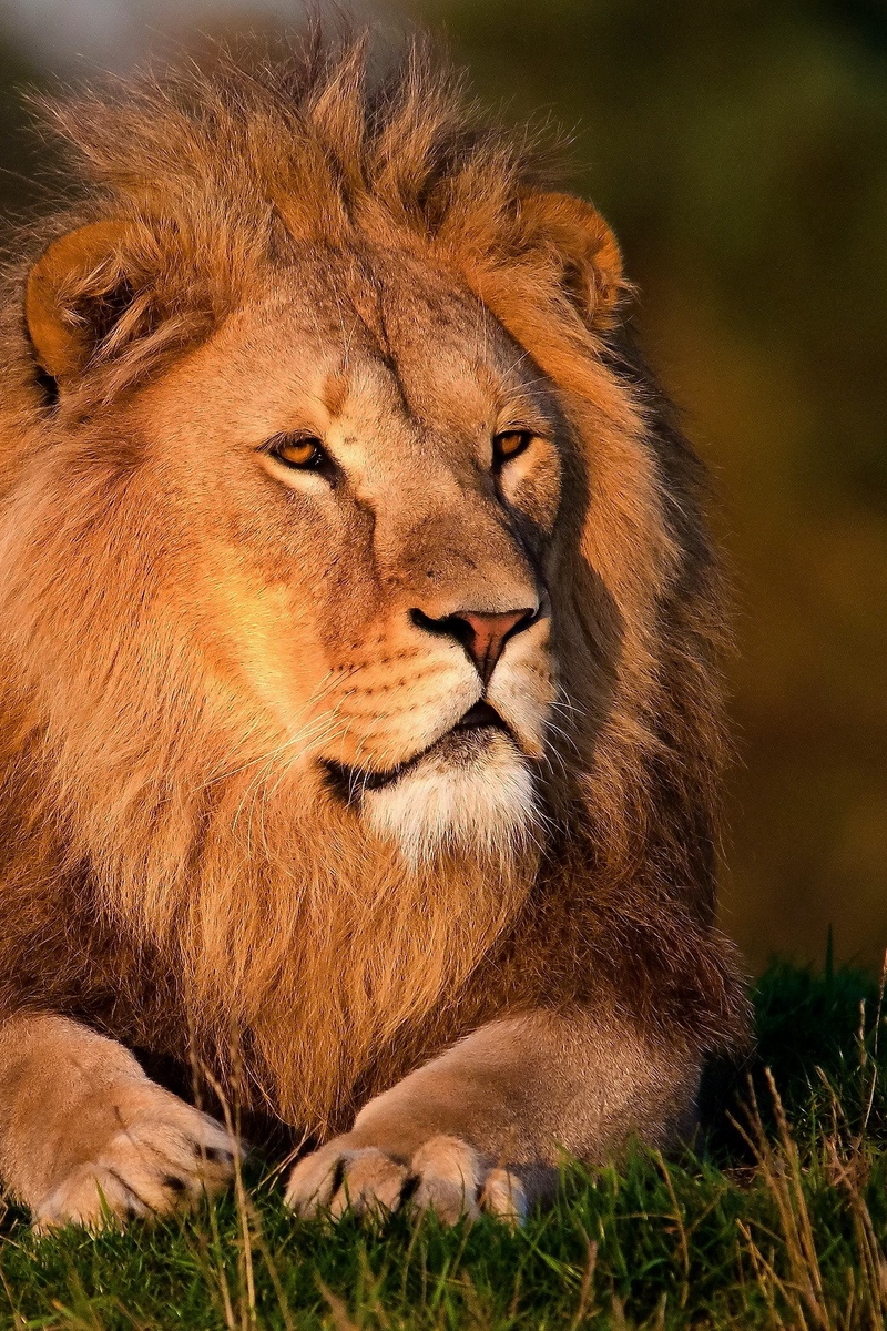 Wallpaper Lion, Grass, Big Cat, King Animals, Mane - Happy Lion - HD Wallpaper 