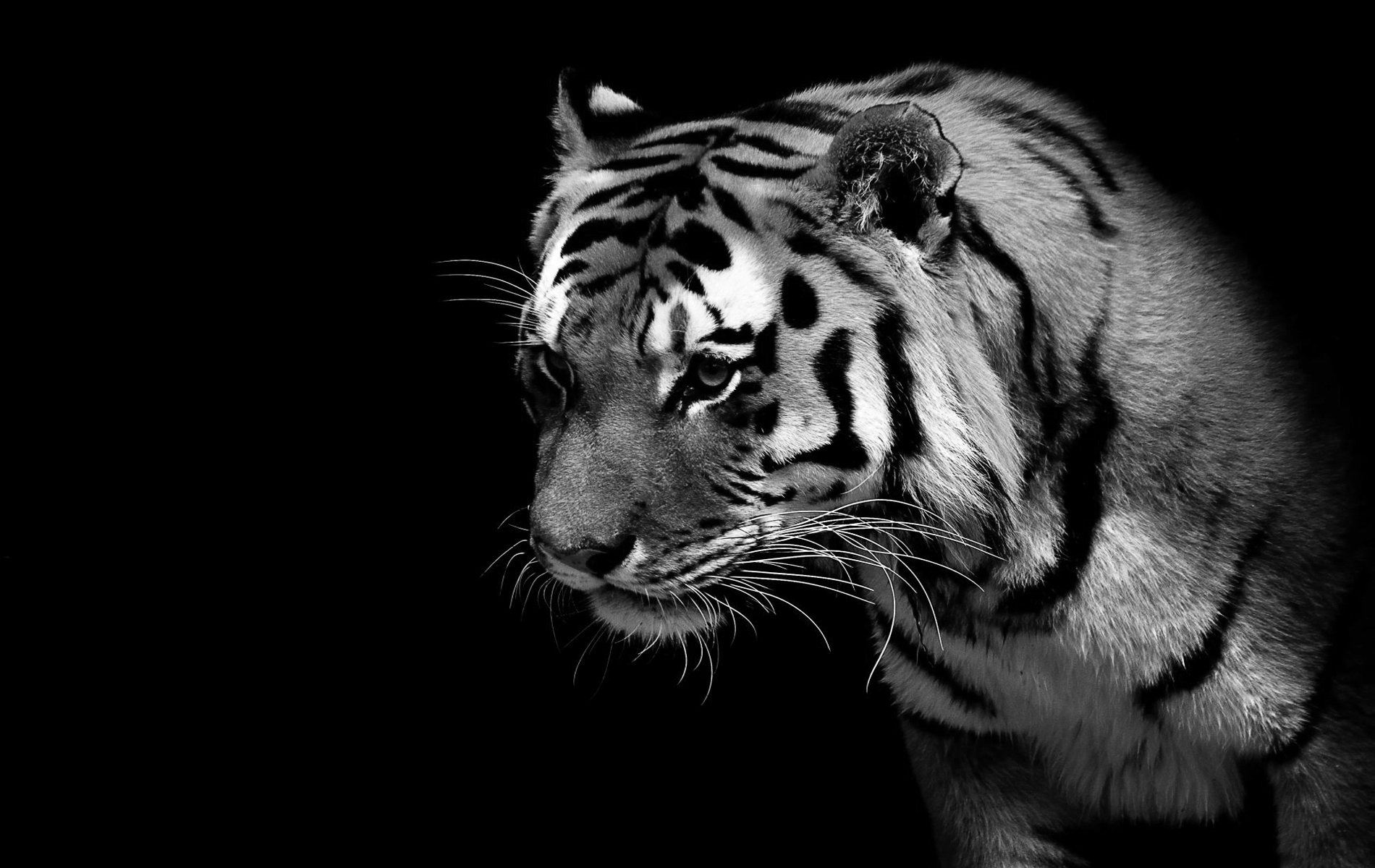 Wallpapers Of Lions And Tigers - Tiger Black And White - HD Wallpaper 