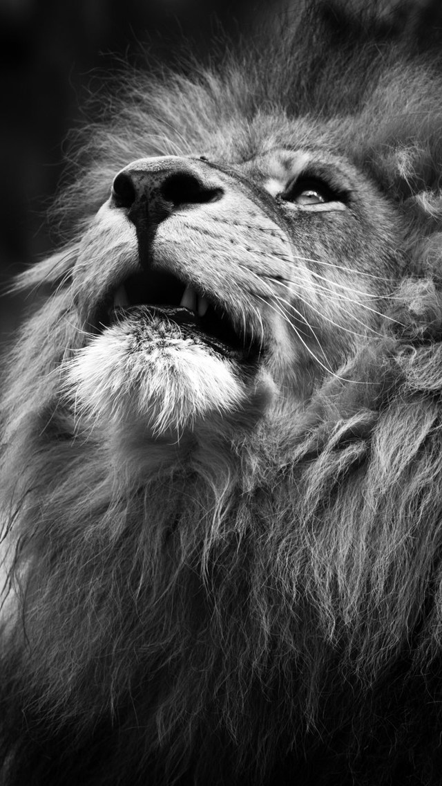 Hd Lion Wallpapers 1080p Iphone - HD Wallpaper 