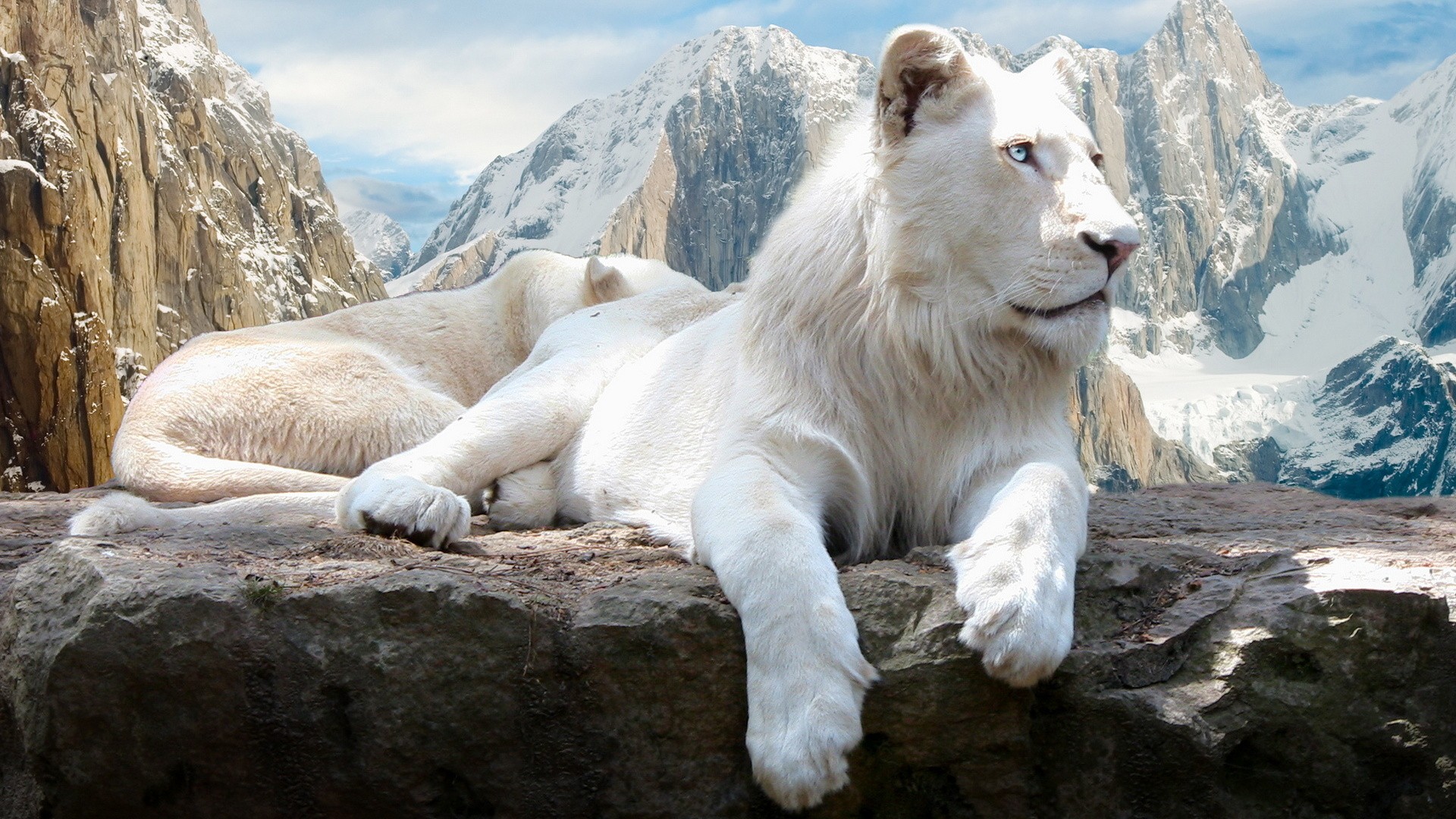 White Lion Black Lion - HD Wallpaper 
