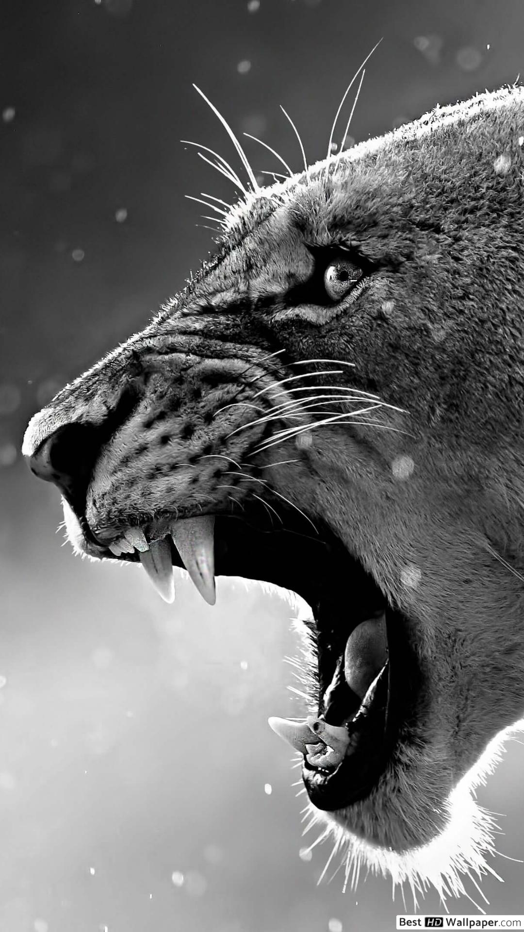 Tiger Black And White - HD Wallpaper 