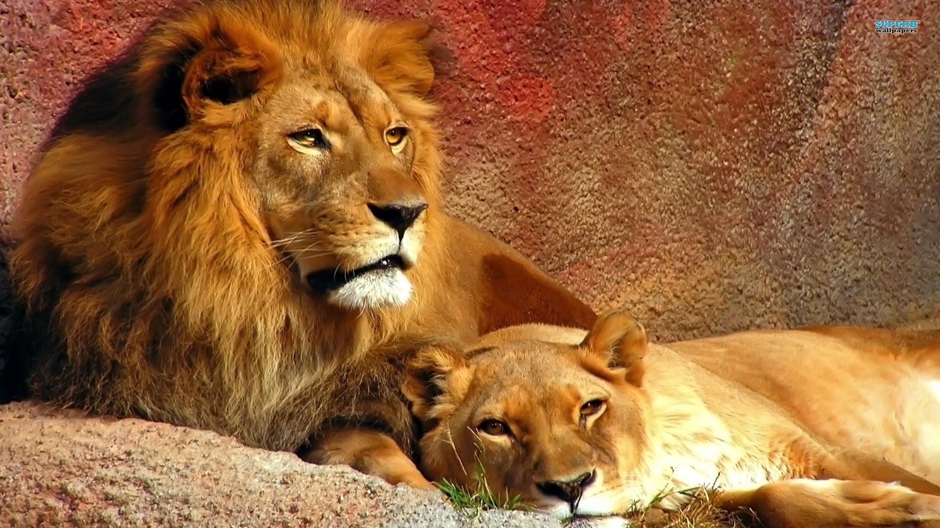Lion Husband And Wife - HD Wallpaper 