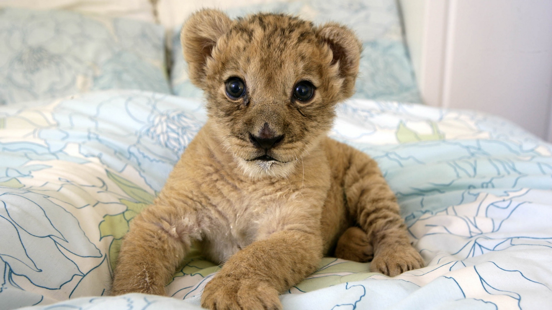 Baby Animals Lion - HD Wallpaper 
