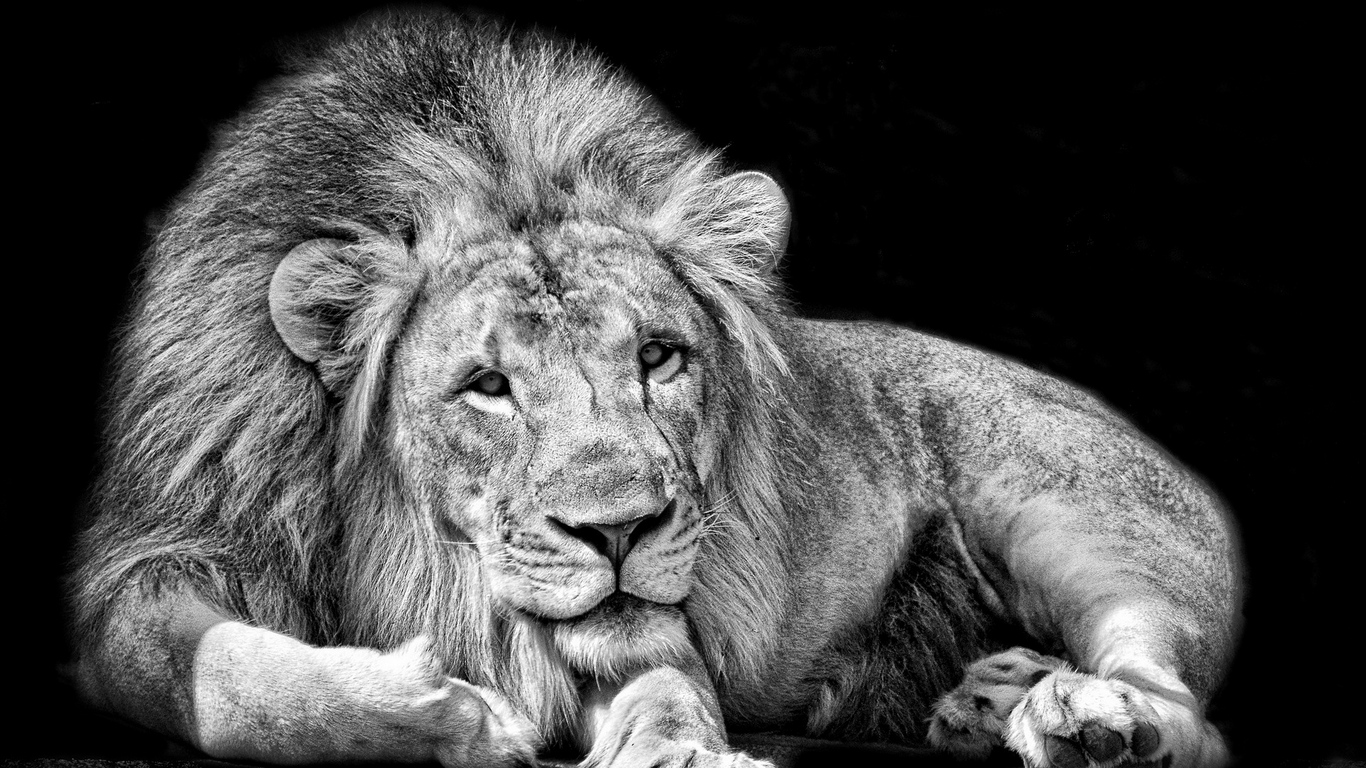 Wallpaper Lion, King, Background - Wall Art Black And White Lion - 1366x768  Wallpaper 