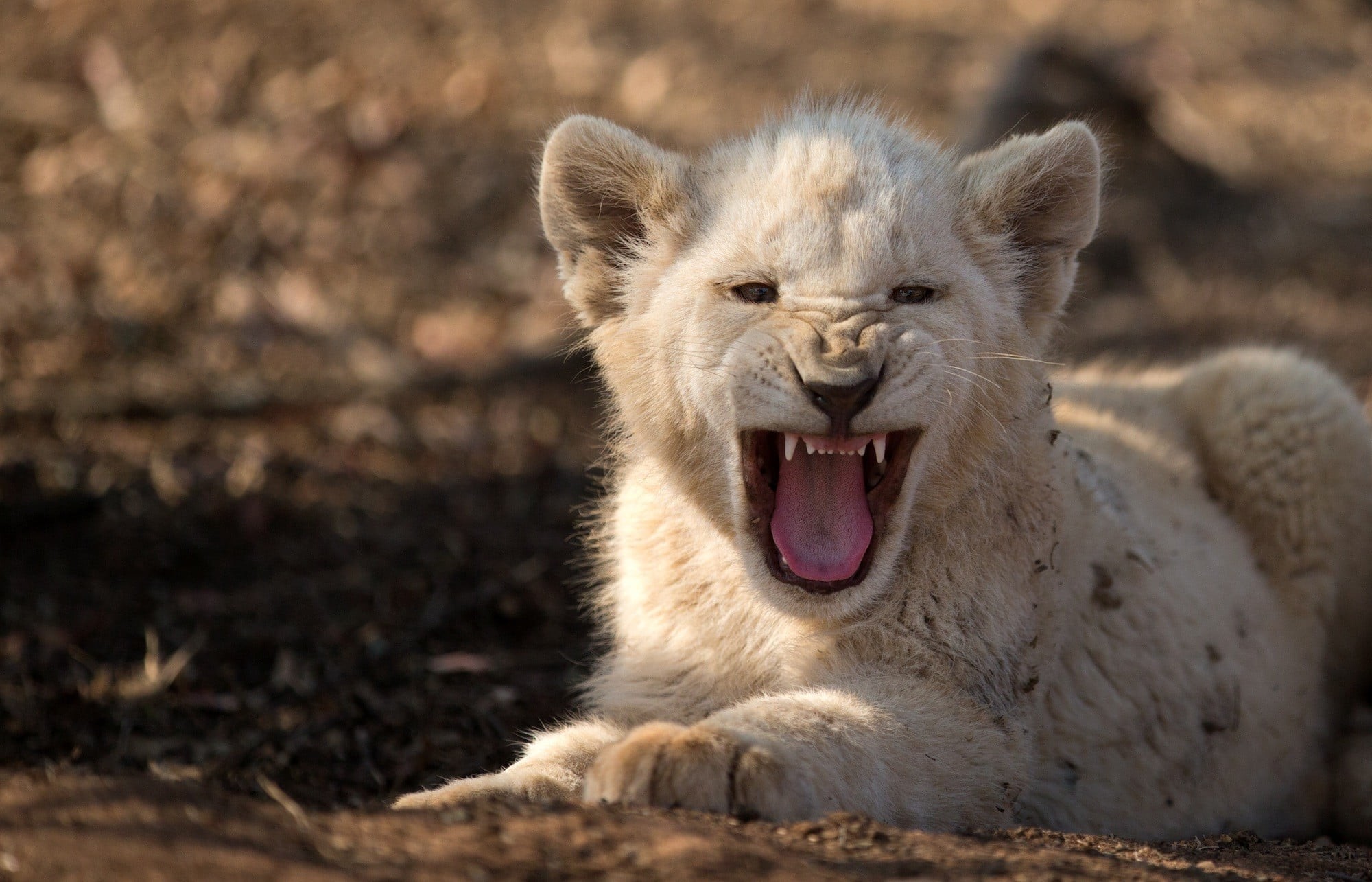 2000x1285, White Lion Cub Roaring High Quality Wallpapers - White Lion Cub Roaring - HD Wallpaper 