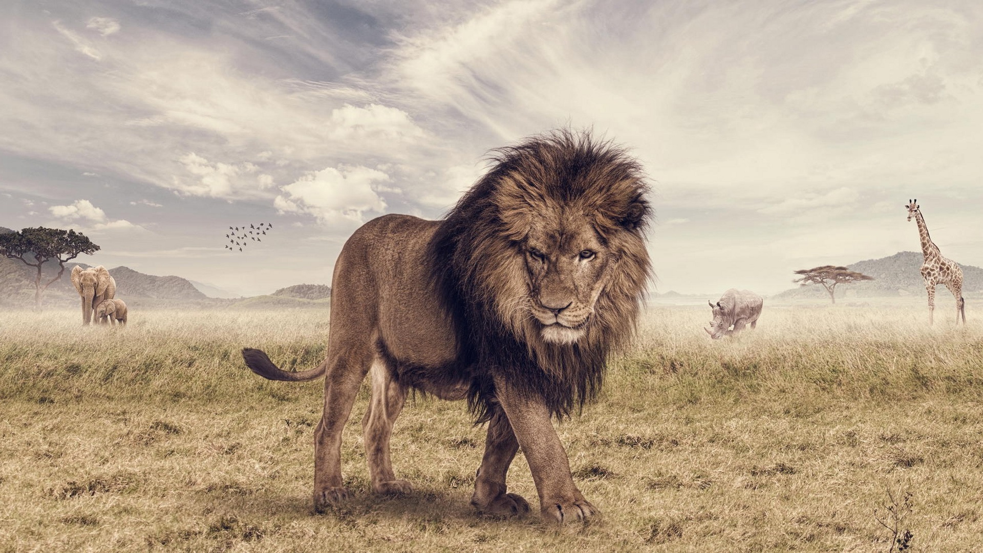 Wallpaper Savanna, Lion, Animals - Photoshop Lion - HD Wallpaper 