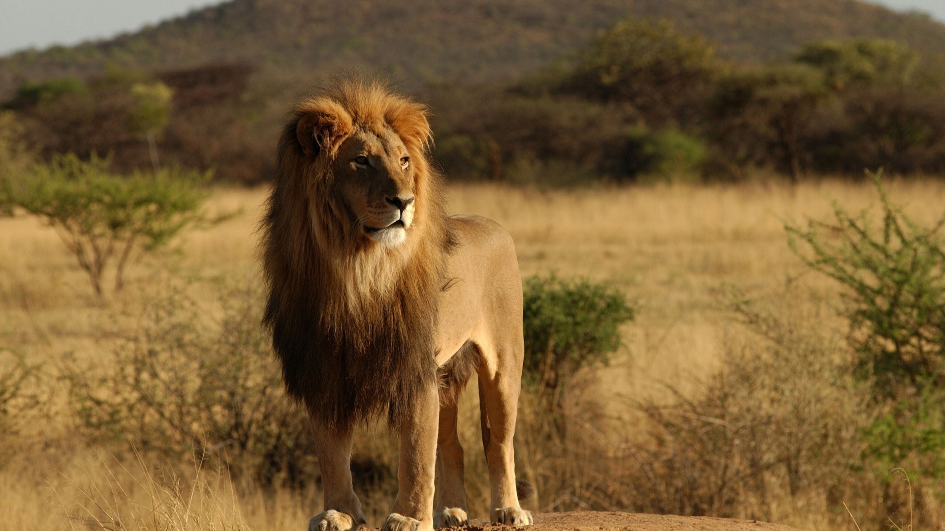 Lion - Selous Game Reserve Animals - HD Wallpaper 