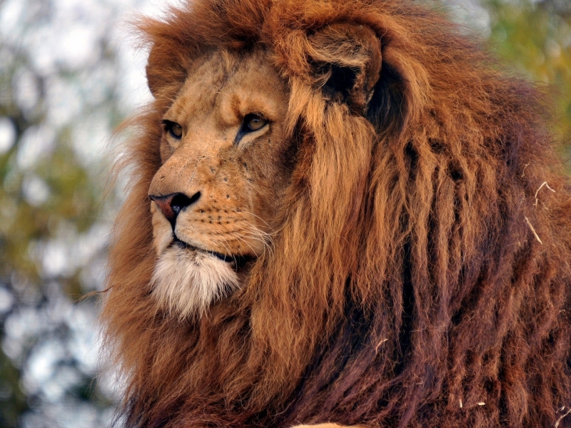 Lion Head Male Lion Face - HD Wallpaper 
