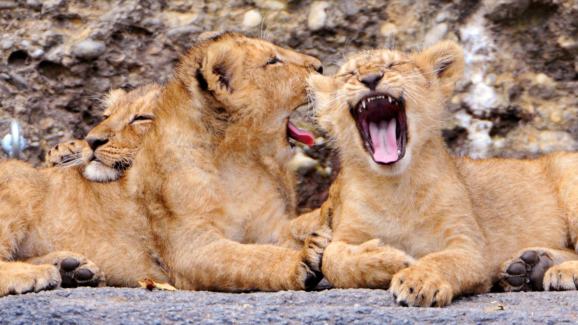 Yawning Lion Cubs - Lion - HD Wallpaper 