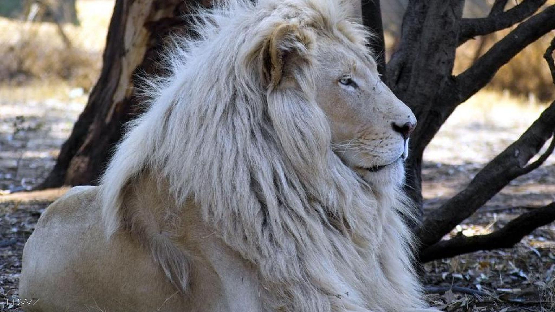 The White Lion Desktop Wallpaper - Types Of White Lion - HD Wallpaper 