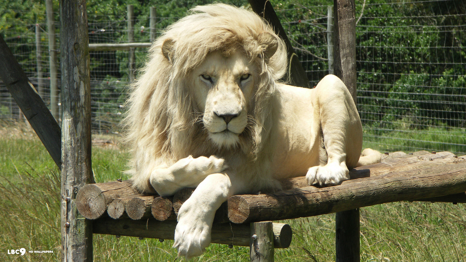 White Lion Resting 2 
 Data Src White Lion Wallpapers - White Lion - HD Wallpaper 