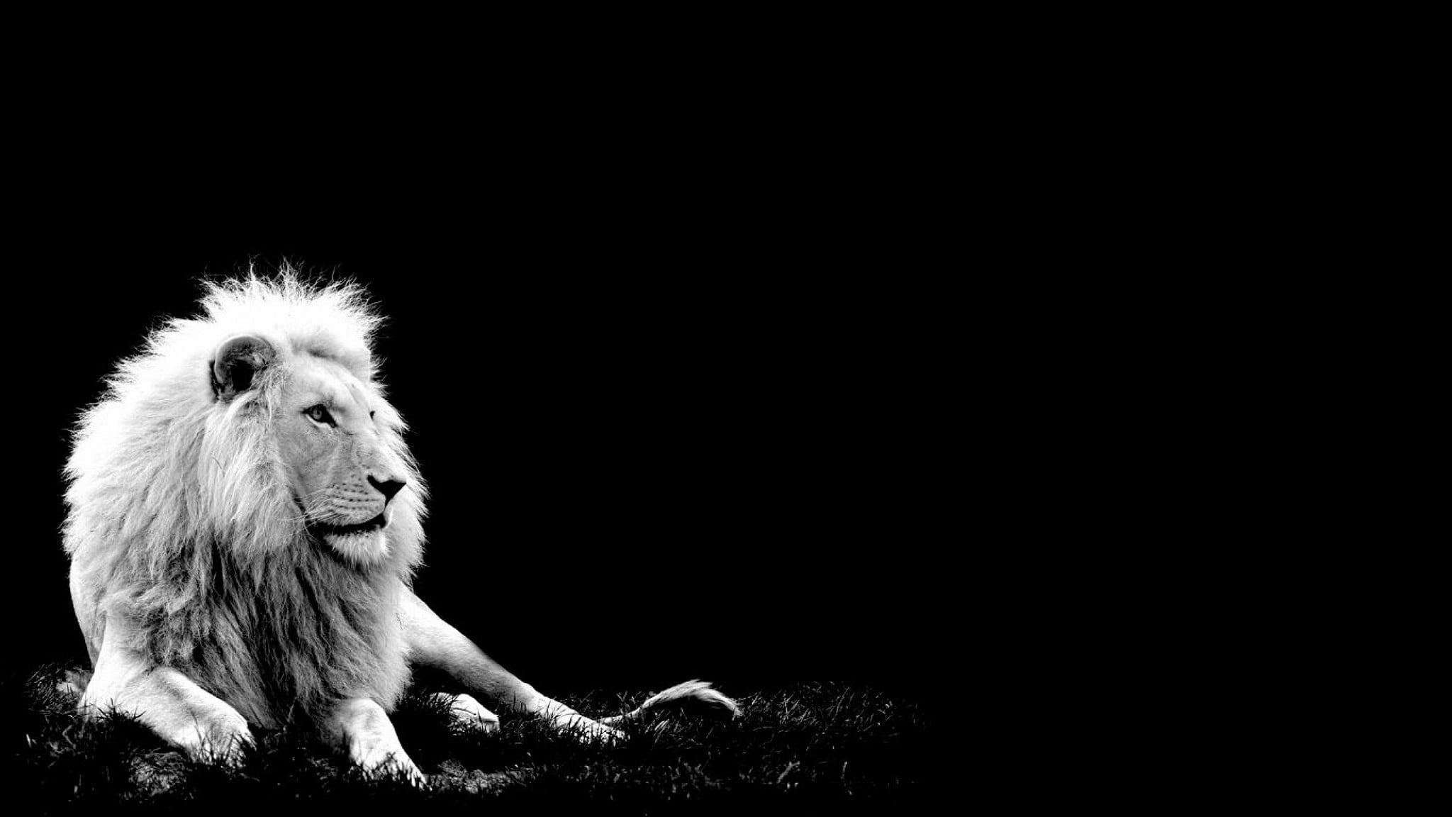 Abstract Lion Wallpaper - It's Better To Live One Day - HD Wallpaper 